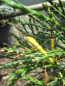 Preview: Thuja plicata Whipcord bunt - zweifarbiger Faden-Lebensbaum Whipcord